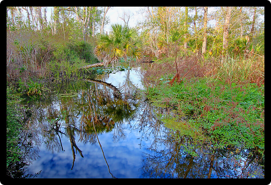 Tiger Creek Preserve is a natural area located in Polk County Florida.