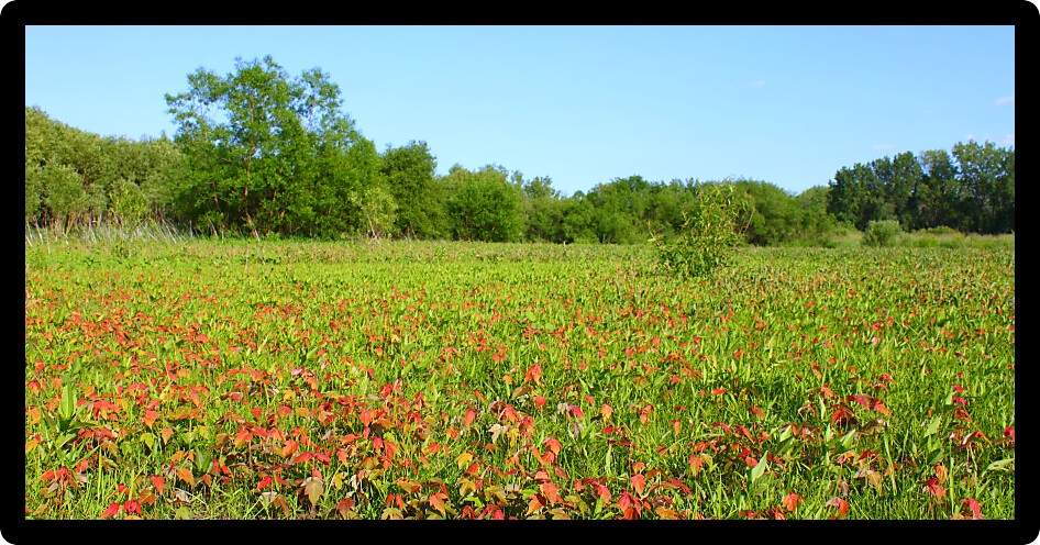 Panoramic wet prairie landscape in northern Illinois.