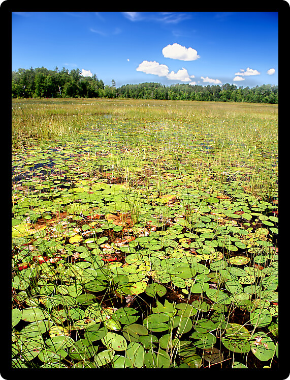 Emergent aquatic vegetation covers Wind Pudding Lake in northwoods Wisconsin.