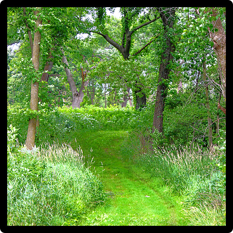 Woodland path winding through old oak trees in Illinois.