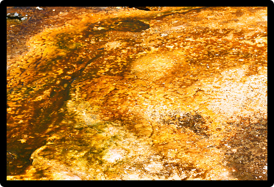 Thermophilic bacteria thrive in the hot springs of the Upper Geyser Basin at Yellowstone National Park.