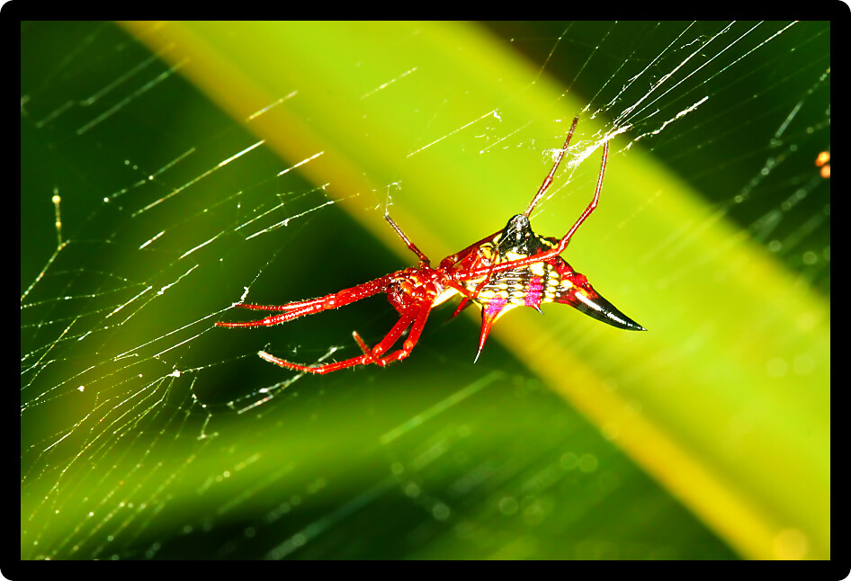 Female Arrowshaped Micrathena Spider (Micrathena sagittata) on its web in central Florida.