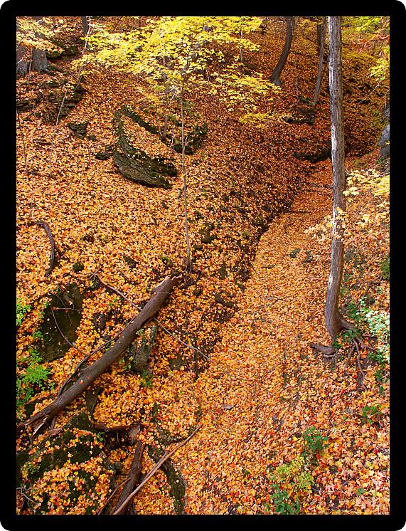 Autumn landscape at Kishwaukee Gorge Forest Preserve in Illinois.