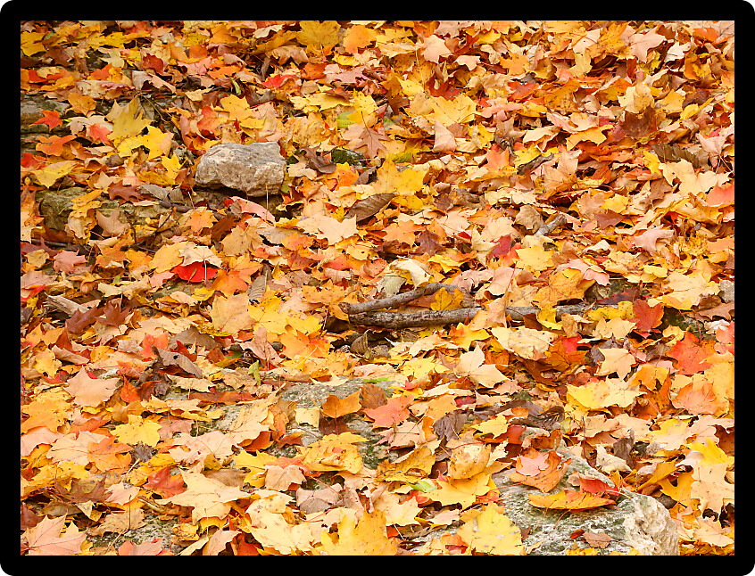 Background of autumn leaves on a forest floor of Illinois.
