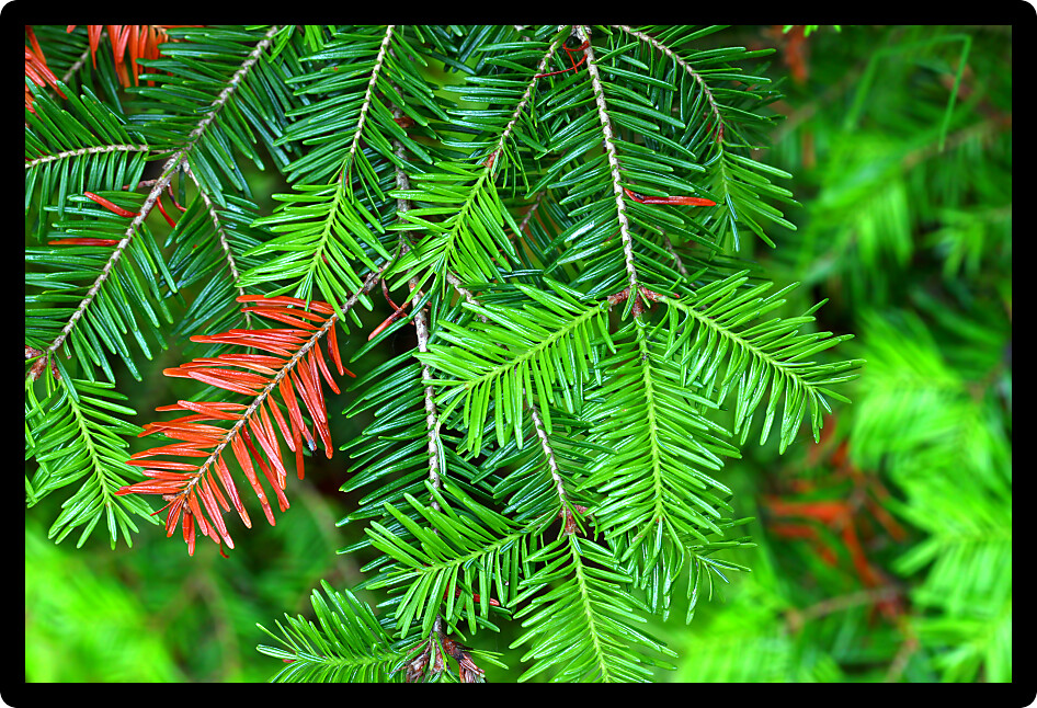 Balsam Fir (Abies balsamea) needles in the Northern Highland-American Legion State Forest of Wisconsin.
