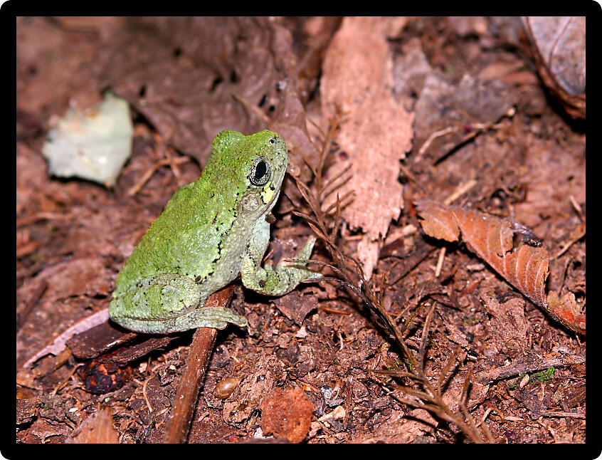 Bird-Voiced Treefrog (Hyla avivoca) inhabiting the forests of southern Illinois.
