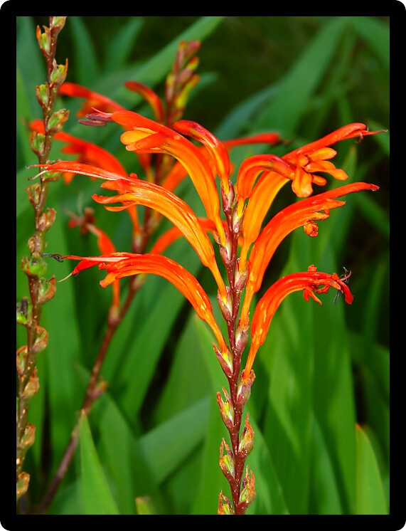 Beautiful orange flower blooming in Warrnambool Australia.
