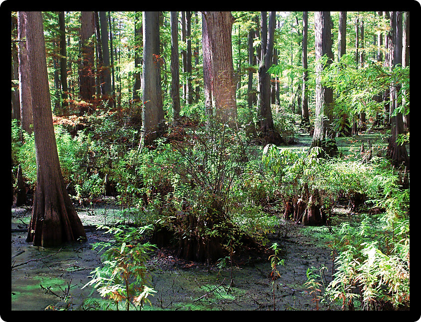 Cypress tupelo swamp at Heron Pond Little Black Slough Nature Preserve in southern Illinois.