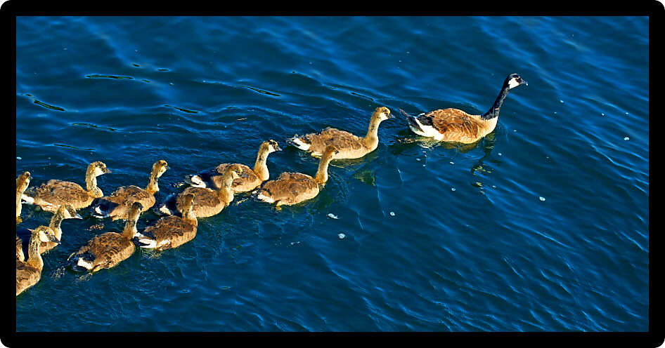 Canada Geese (Branta canadensis) family on the waters of Lake Minocqua Wisconsin.