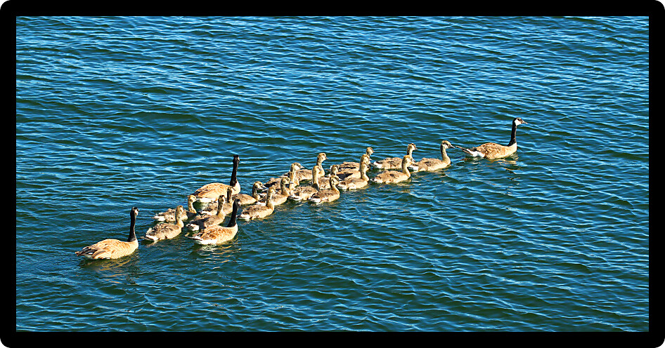 Canada Geese (Branta canadensis) floating on Lake Minocqua on a beautiful summer day in Wisconsin.
