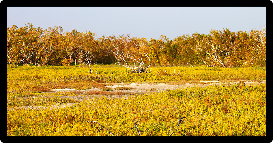 Coastal prairie of Everglades National Park dominated by saltwort (Batis Maritima).