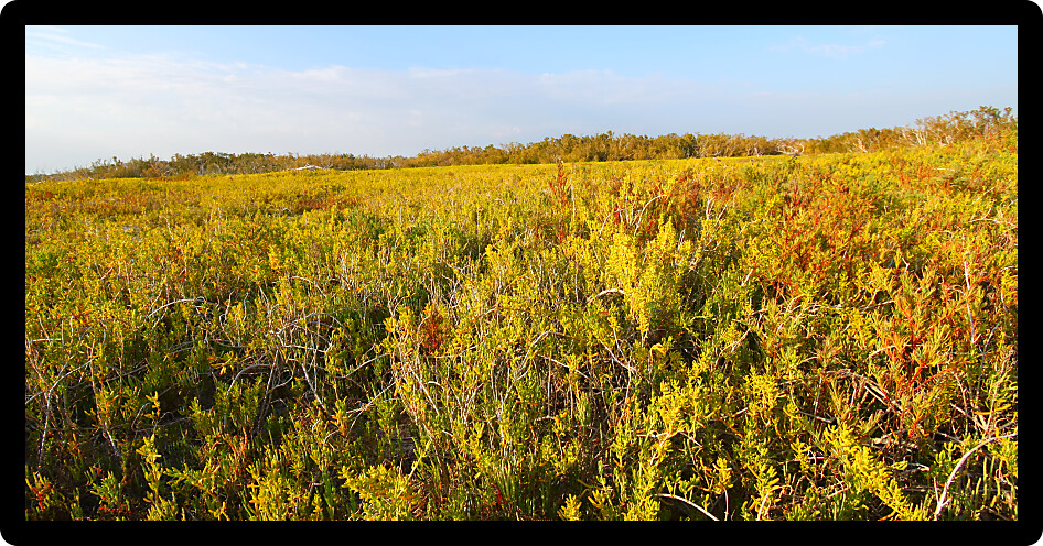 View of the Everglades National Park from the Coastal Prairie Trail.