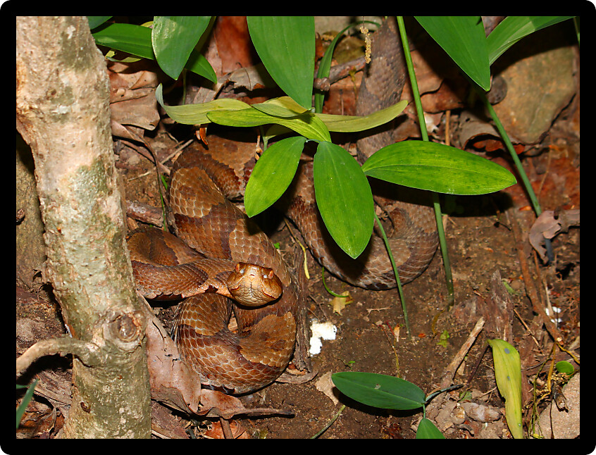 Copperhead Snake (Agkistrodon contortrix) hiding under vegetation in northern Alabama.