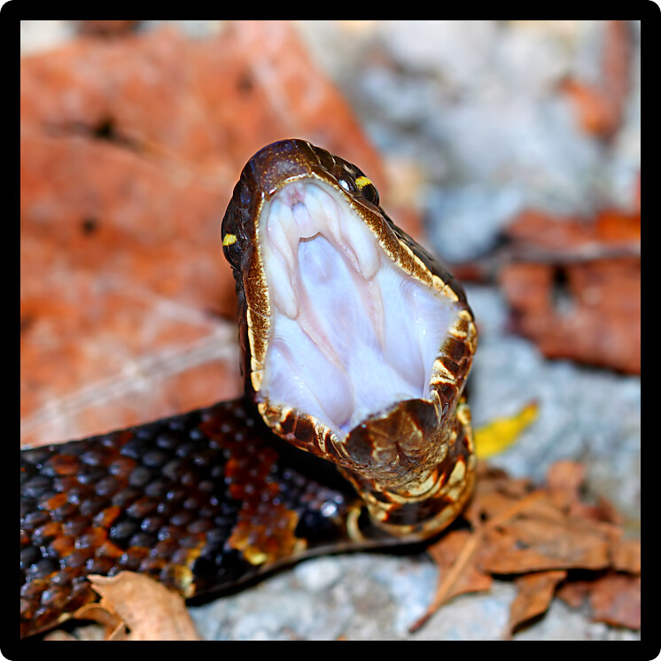Cottonmouth (Agkistrodon piscivorus) in a forest of southern Illinois.