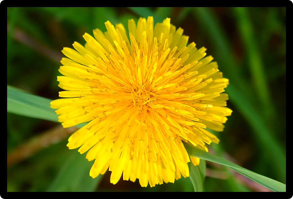 Bright yellow dandelion flower in bloom in northern Illinois.