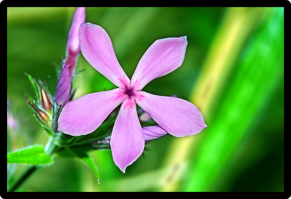 Downy Phlox (Phlox pilosa) is a perennial flower native to North America.
