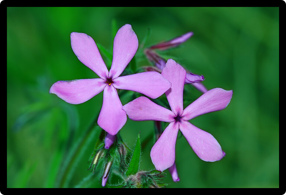 Downy Phlox (Phlox pilosa) is a perennial flower native to North America.