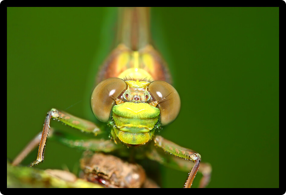 Vibrant green eyes of a dragonfly in Oneida County Wisconsin.