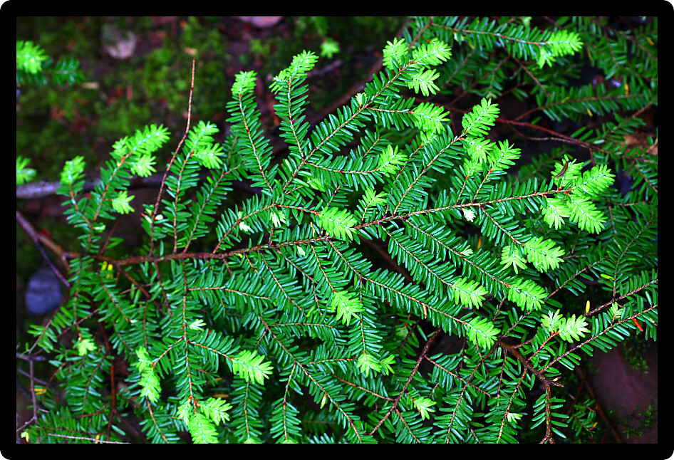Eastern Hemlock (Tsuga canadensis) needles at Porcupine Mountains Wilderness State Park in Michigan.