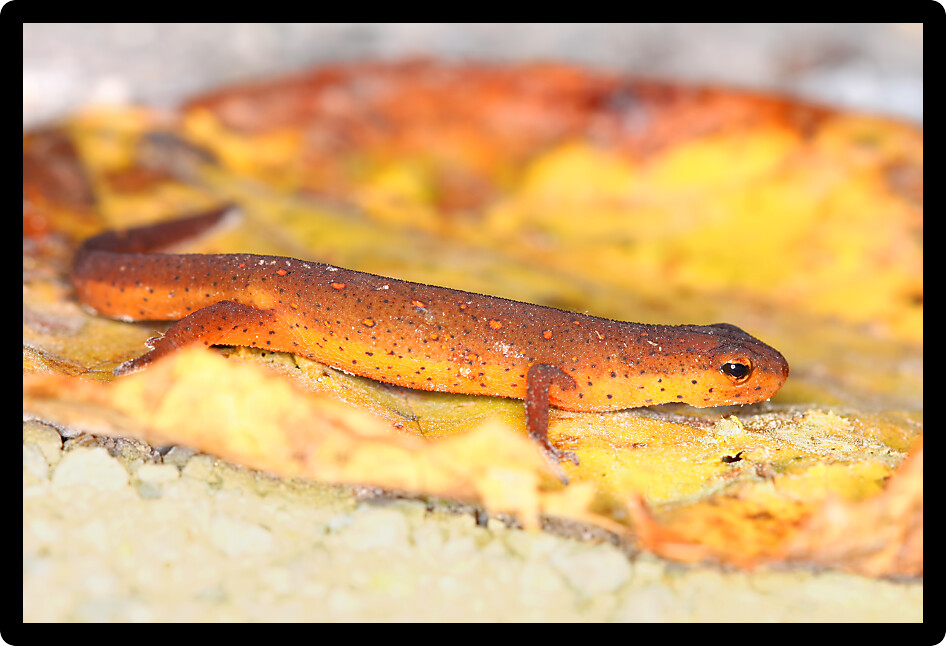 Eastern Newt (Notophthalmus viridescens) inhabiting the forests of Illinois.