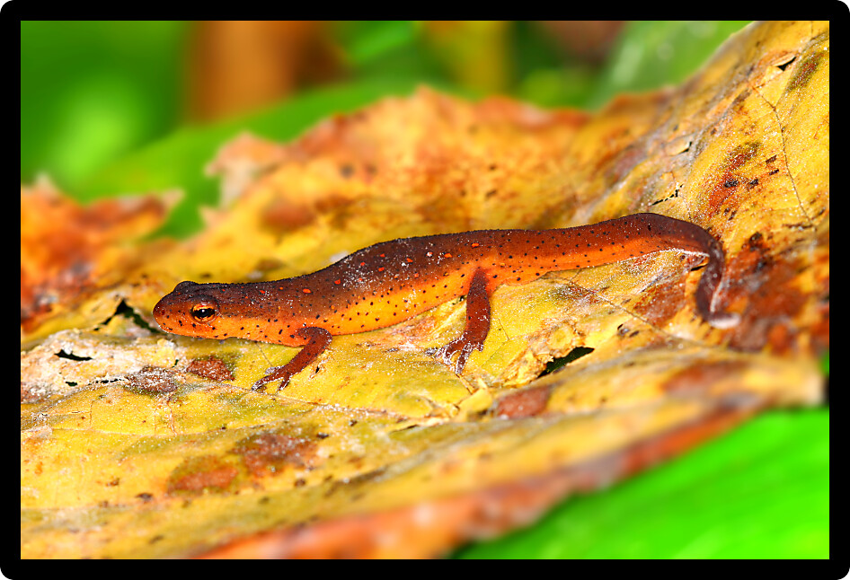 Eastern Newt (Notophthalmus viridescens) inhabiting the forests of southern Illinois.