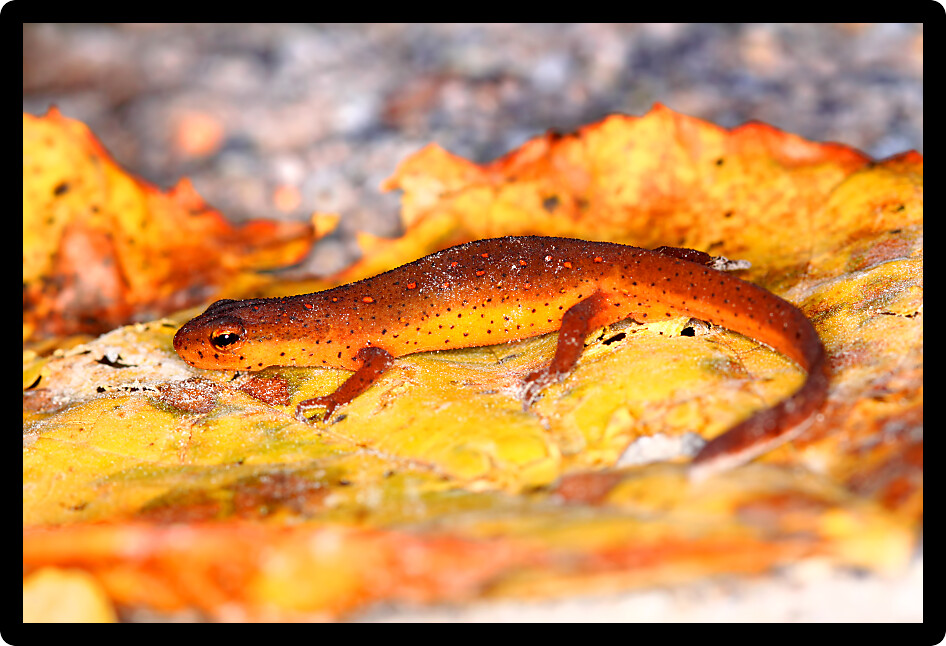 Eastern Newt (Notophthalmus viridescens) inhabiting the forests of southern Illinois.