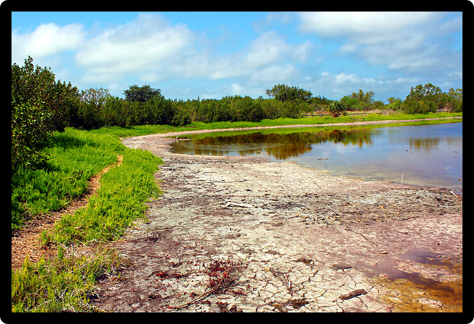 Shoreline landscape of Eco Pond in Everglades National Park Florida.