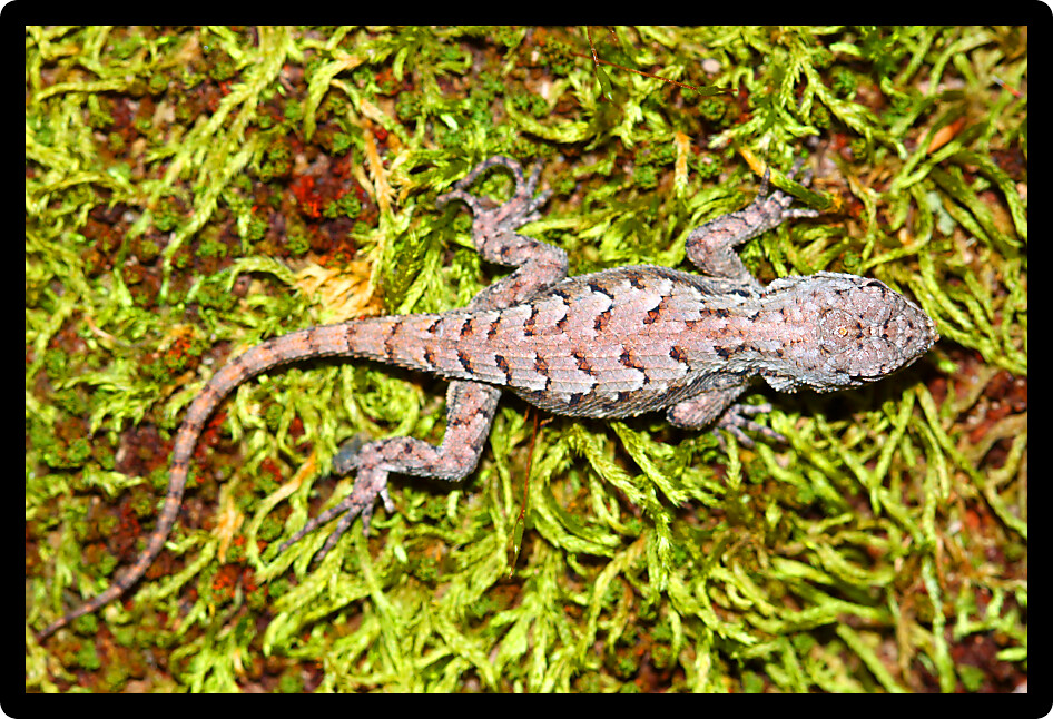 Fence Lizards (Sceloporus undulatus) are a small reptile species living southern Illinois.