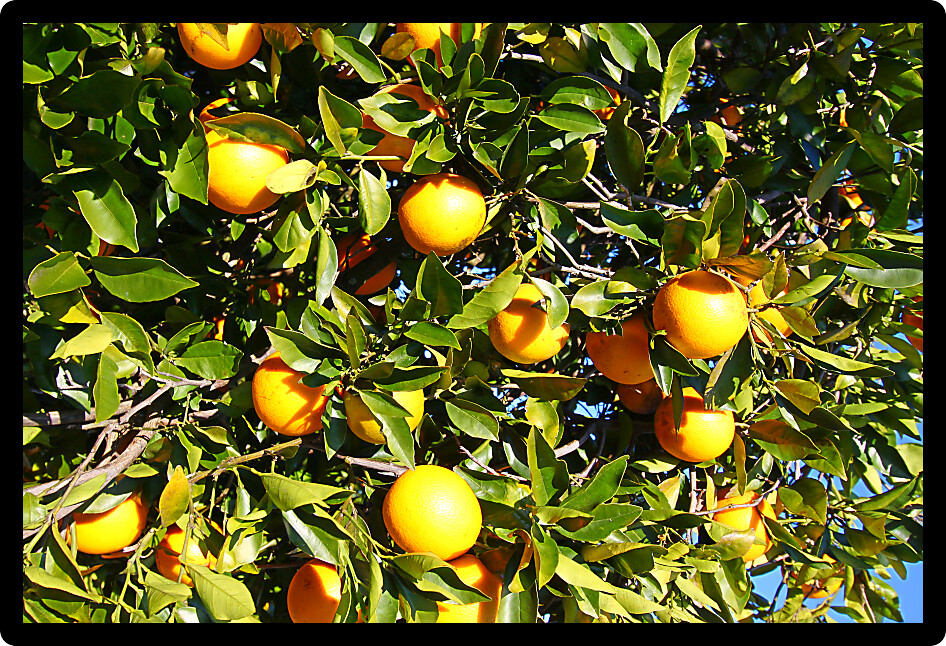 Beautiful orange groves of Florida on a sunny day.