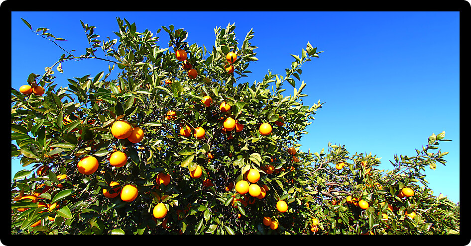 Orange trees in central Florida on a bright sunny day.