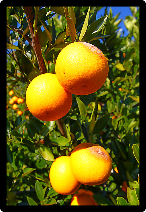 Beautiful orange groves of Florida on a sunny day.