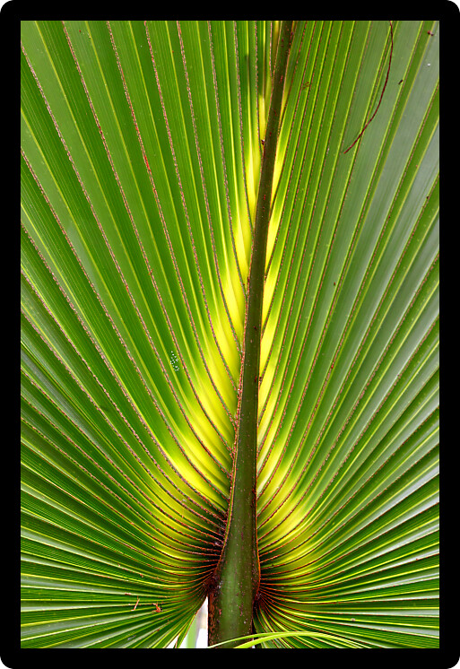 Beautiful green coloration of a palmetto frond in Florida.