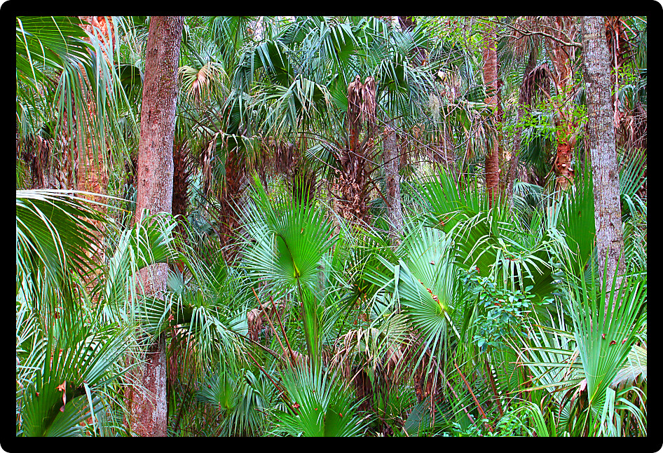 Palmetto fronds blanket the forest at Highlands Hammock State Park in Florida.