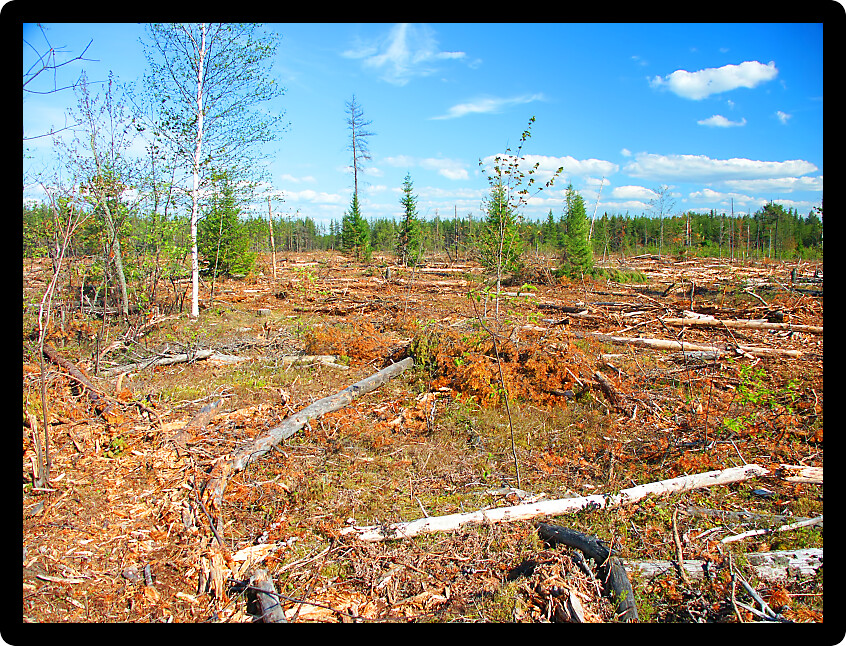 Large area of northern Michigan where Jack Pines (Pinus banksiana) have been logged.