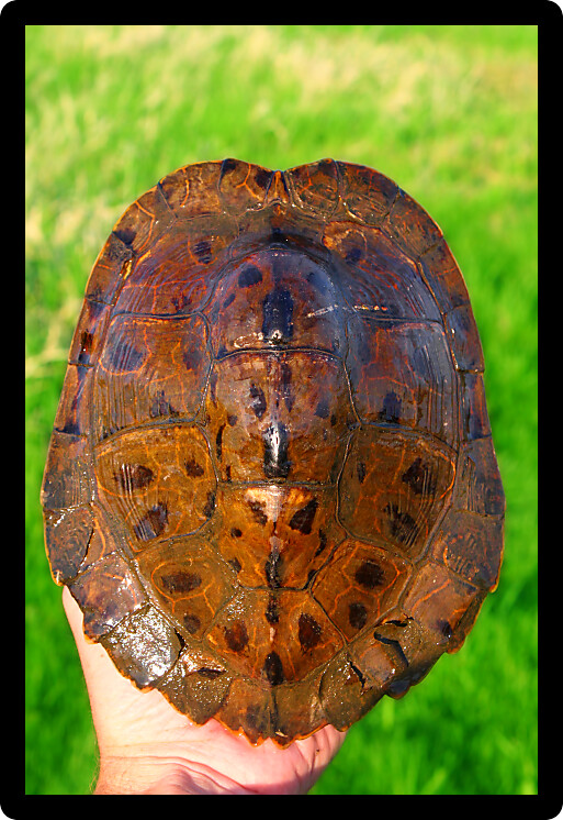 Shell patterns of a Map Turtle found in the backwaters of Illinois.