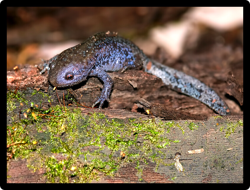 Mole Salamanders (Ambystoma talpoideum) have mottled patterns and can be found throughout the southern United States.