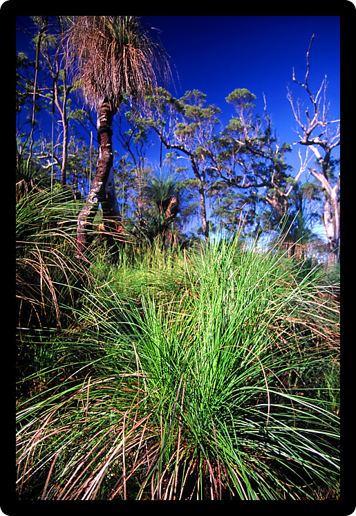 Bush landscape at Mount Archer National Park in Queensland Australia.