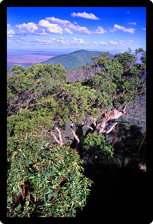 Lush forest landscape at Mount Archer National Park in Queensland Australia.