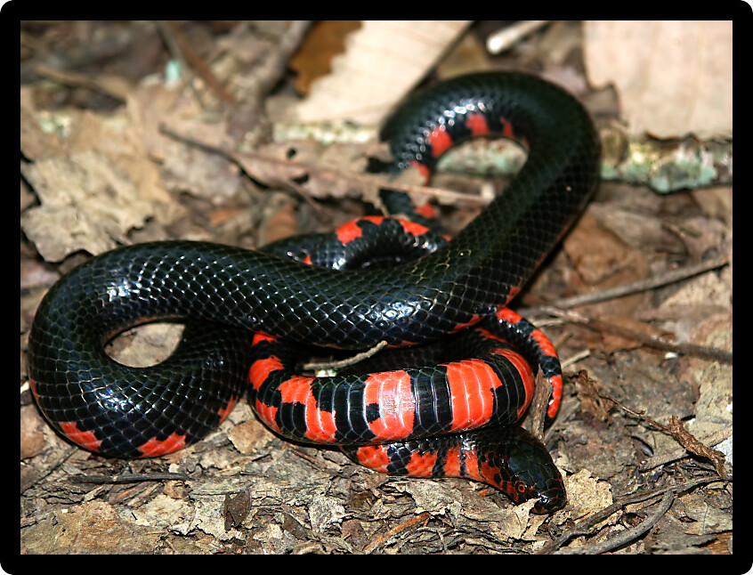 Mud Snake (Farancia abacura) found in the forests of Illinois.
