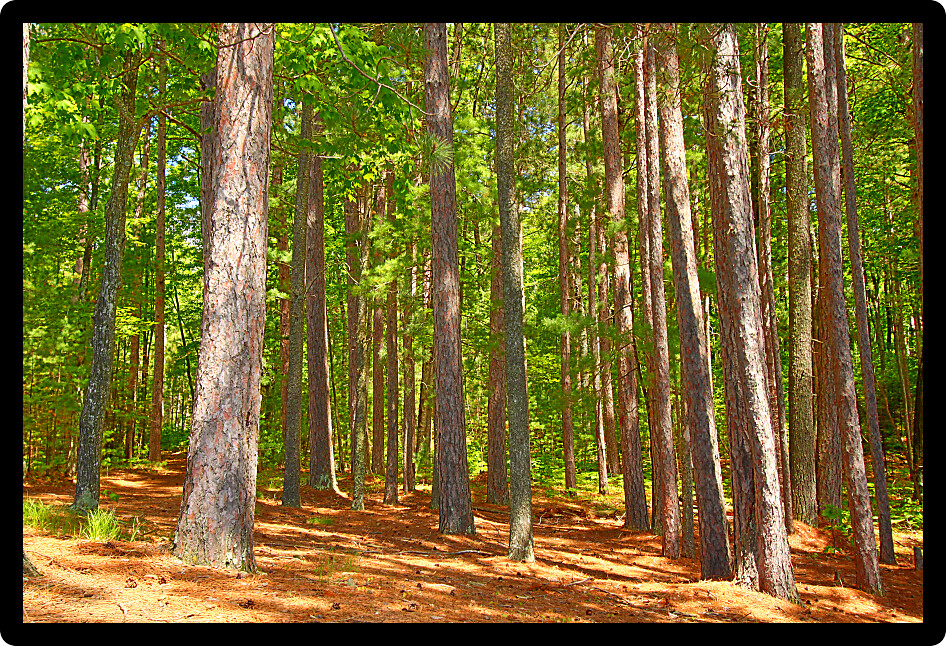 Pine forests dominate the landscape of northwoods Wisconsin.