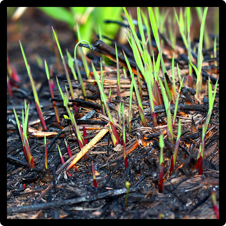 Prescribed burns help control invasive species and recycle nutrients in prairie ecosystems such as this one in Champaign County Illinois.