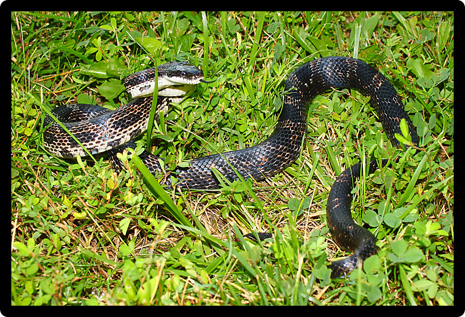 Rat Snake (Elaphe obsoleta) in a central Illinois prairie.