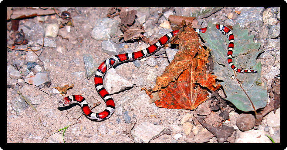 Red Milk Snake (Lampropeltis triangulum syspila) inhabiting the forests of southern Illinois.