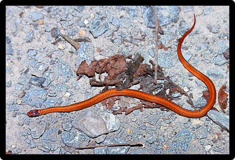 Redbelly Snake (Storeria occipitomaculata) inhabiting a forest in Illinois.