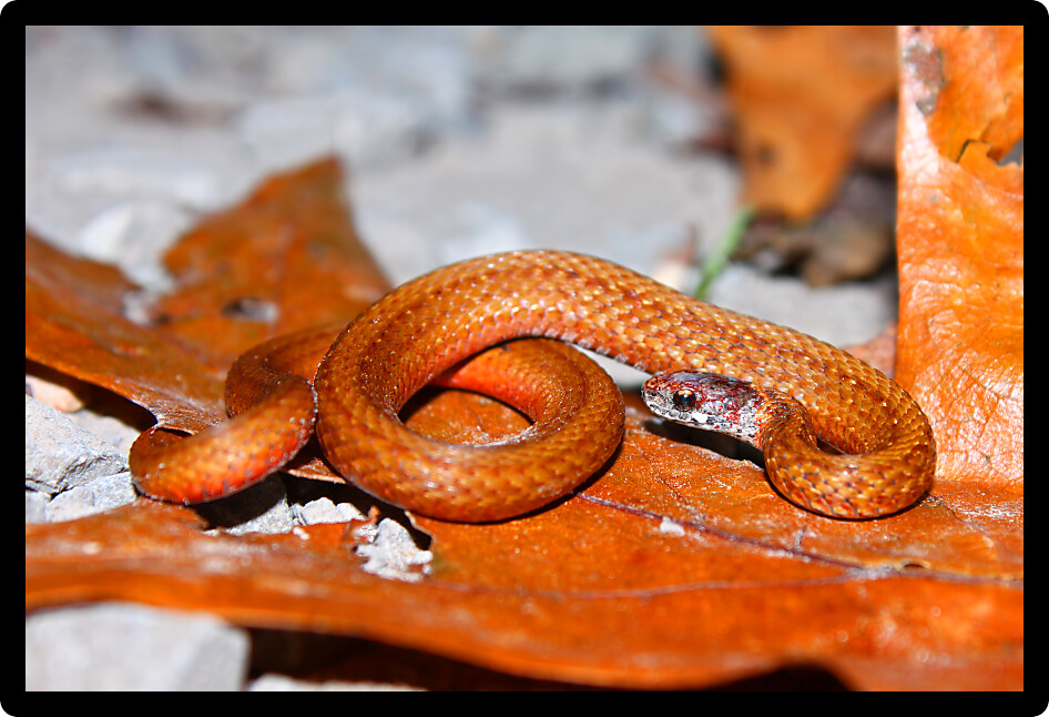 Redbelly Snakes (Storeria occipitomaculata) are a reptile species inhabiting forests in Illinois.