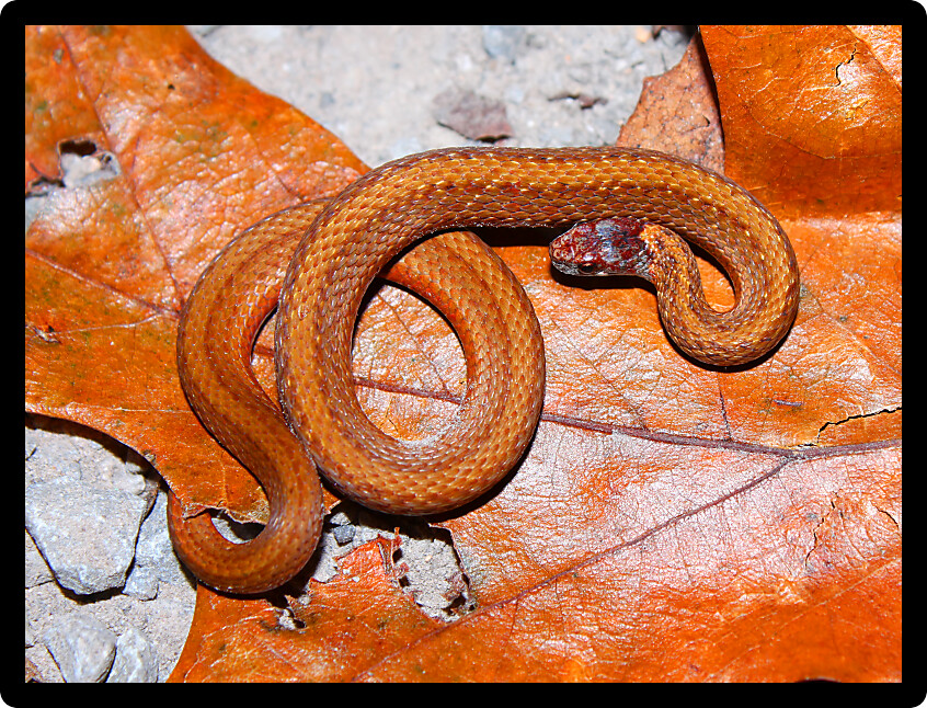 Redbelly Snake (Storeria occipitomaculata) inhabiting a Illinois natural area.