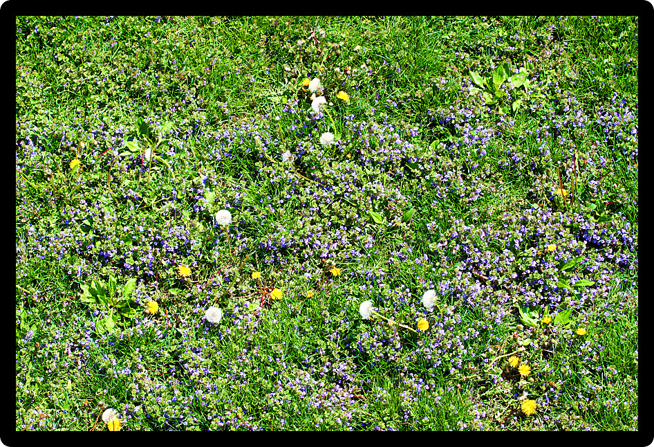 Residential lawn with dandelions and other weeds growing out of control.