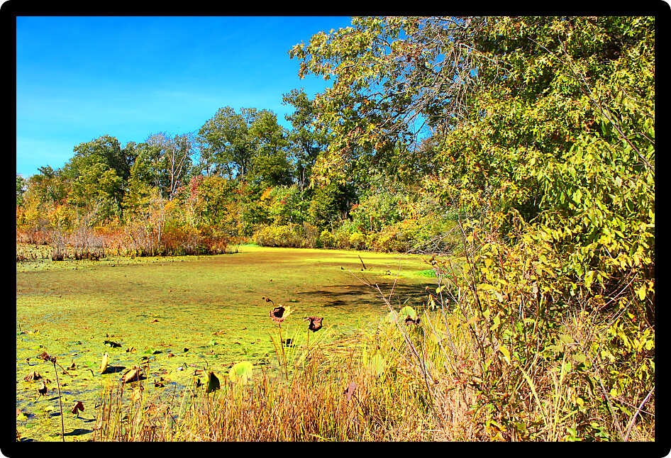 Wetlands of the Shawnee National Forest in southern Illinois.