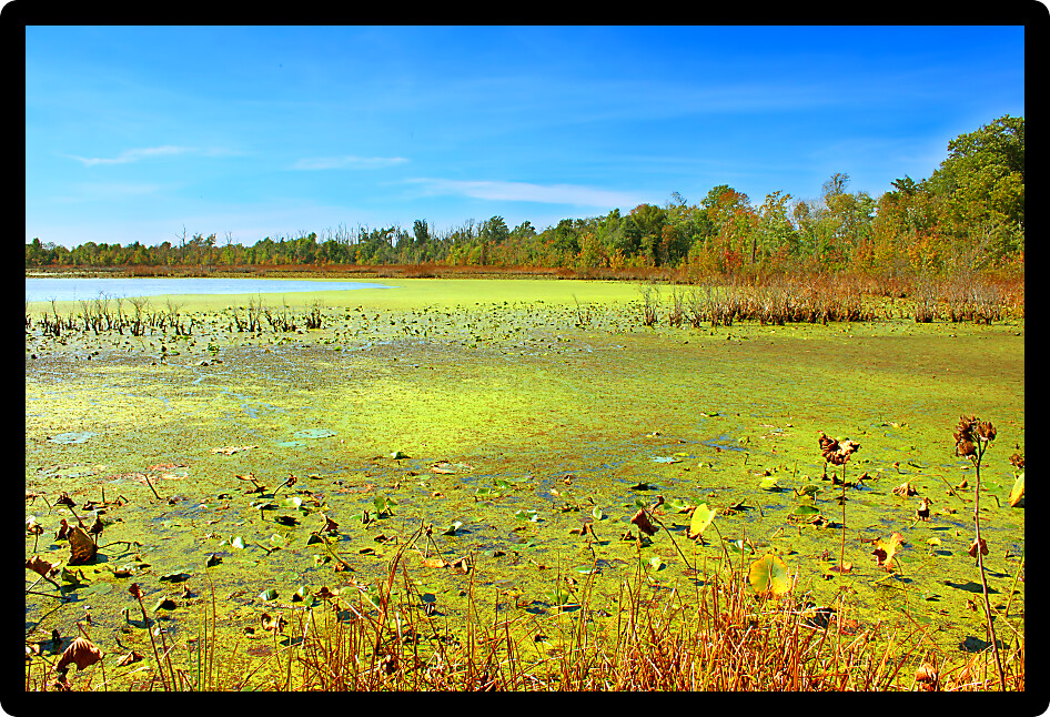 Wetlands of the Shawnee National Forest in southern Illinois.