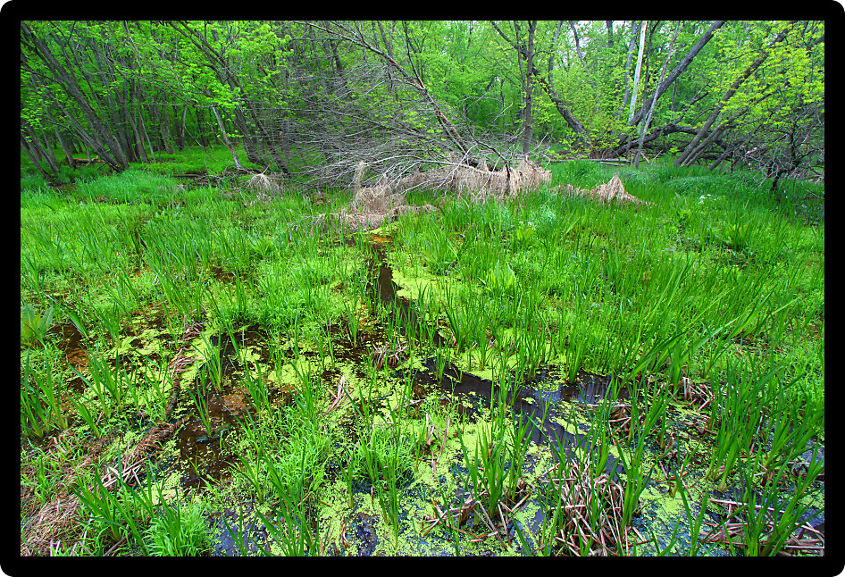 Spring woodland foliage at Colored Sands Forest Preserve Illinois.